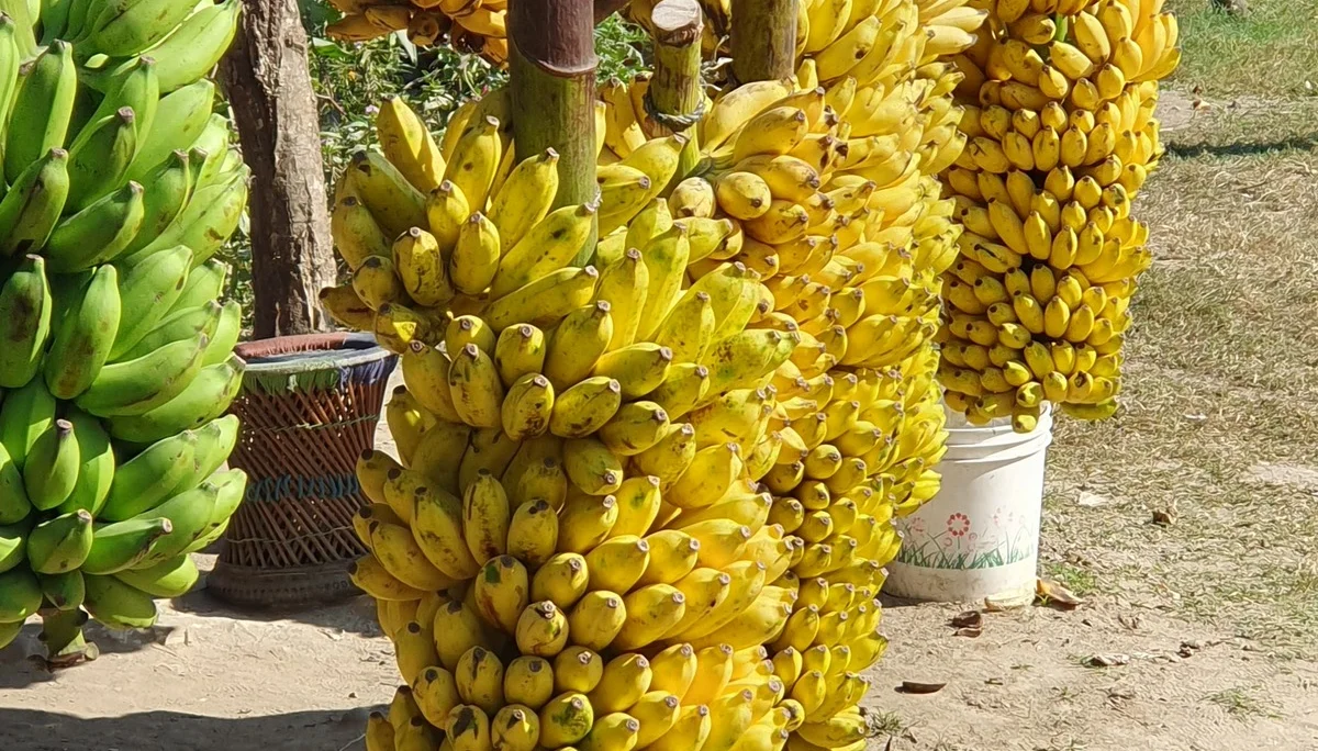 Frische Bananen als Proviant auf unsere Rückfahrt nach Kathmandu | © DAV-LU / Axel Petermann