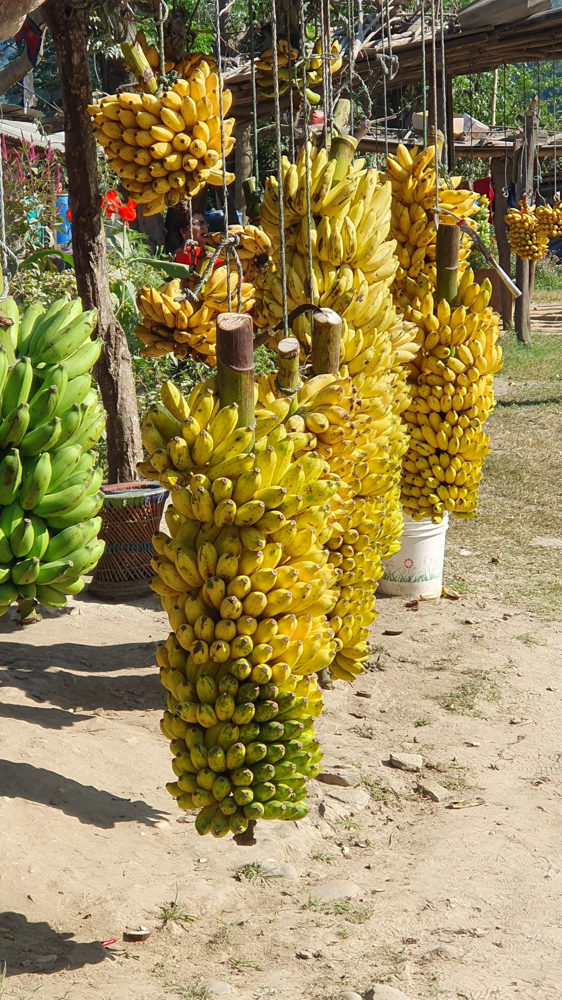 Frische Bananen als Proviant auf unsere Rückfahrt nach Kathmandu | © DAV-LU / Axel Petermann
